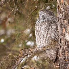 Majestic owl is perched atop a snow-covered tree branch in a wintery landscape