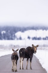 Group of moose leisurely crossing a highway, with mountains in the background