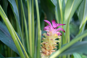 Exotic Siamese Flower A Vibrant Local Delicacy in Thailand's Traditional Cuisine Macro Shot