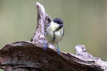 Kohlmeise (Parus major)