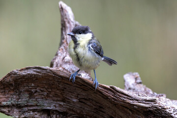 Kohlmeise (Parus major)