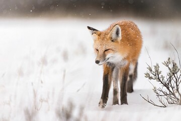 Majestic red fox in the picturesque winter landscape, on the pristine white blanket of snow