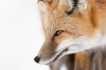 Majestic red fox in the picturesque winter landscape, on the pristine white blanket of snow © Krishudds/Wirestock Creators