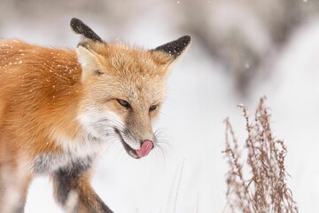 Majestic red fox in the picturesque winter landscape, on the pristine white blanket of snow