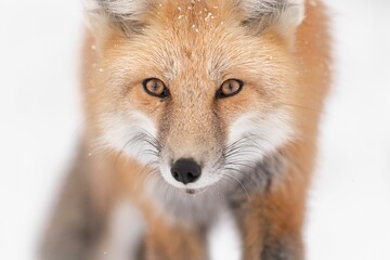 Majestic red fox in the picturesque winter landscape, on the pristine white blanket of snow