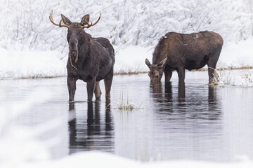 Group of majestic black moose stands atop a frozen lake blanketed in a layer of snow