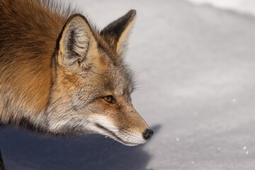 Majestic red fox in the picturesque winter landscape, on the pristine white blanket of snow
