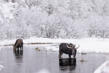 Group of majestic black moose stands atop a frozen lake blanketed in a layer of snow