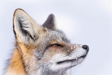 Close up of a red fox gazing intently in the direction of something in the distance