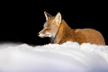 Majestic red fox in the picturesque winter landscape, on the pristine white blanket of snow