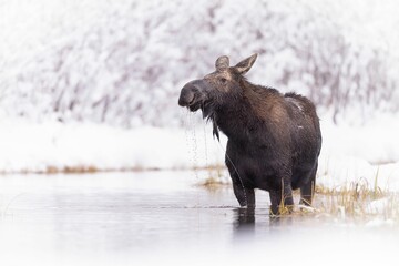 Majestic black moose stands atop a frozen lake blanketed in a layer of snow
