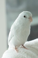 Close-up shot of a white Parrotlet bird perched atop a soft blanket