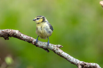 Obraz premium Blaumeise&nbsp;(Cyanistes caeruleu)