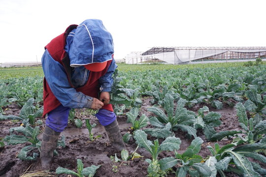 Productora de verduras organicas en la quinta preparando su cosecha en un dia de lluvia