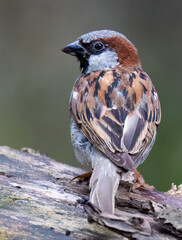 Haussperling (Passer domesticus)