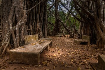 Obraz premium there are many benches in the tree lined path under it