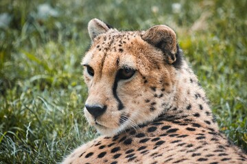 Cheetah resting in the lush green grass, with its gaze fixed in the distance