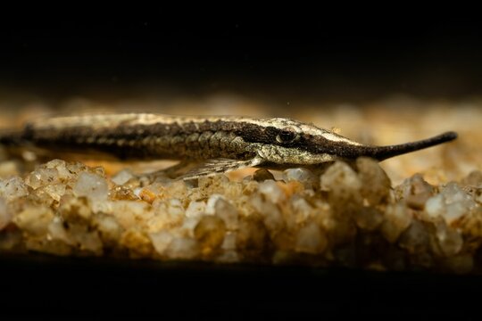 Farlowella Acus resting on small pebbles submerged in water