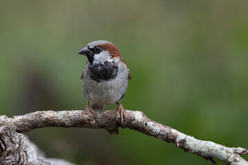 Haussperling (Passer domesticus)