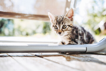 Portrait d'un mignon petit chaton tigré en train de jouer dehors