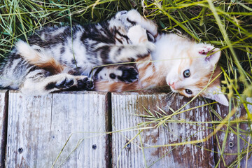 Deux chatons tigré et roux en train de jouer dans le jardin