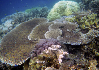Fototapeta na wymiar Underwater coral landscape, Kabui Island, Raja Ampat, South West Papua, Indonesia