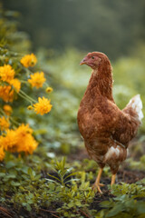 Photo of a young red hen in a summer garden.