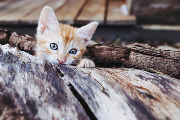 Portrait rigolo d'un mignon petit chat roux passant sa tête dans un tronc d'arbre