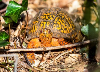 Closeup shot of a Box Turtle on a leafy ground.