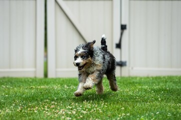 Adorable Bernedoodle dog is seen running joyfully in an outdoor grassy area, next to a gated fence - Powered by Adobe