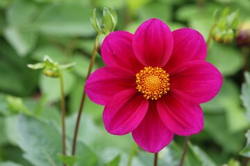 Obraz premium Dahlia