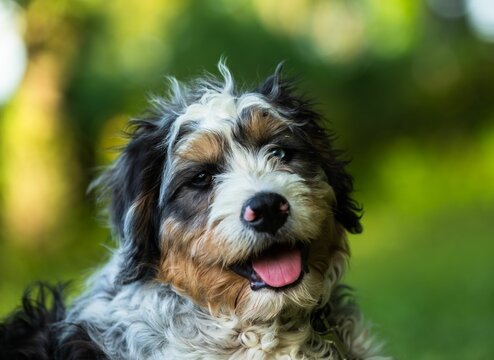 Bernedoodle dog in grassland