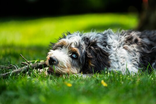 Closeup shot of an adorable fluffy bernedoodle dog laying on a grassy field