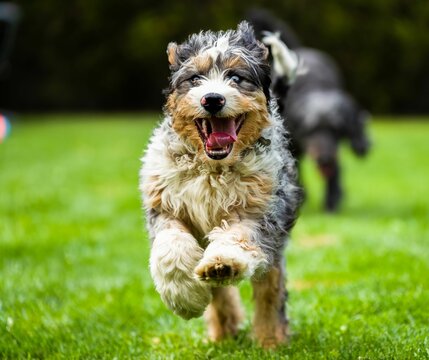 Closeup image of a Bernedoodle dog running with their mouth open and tongue out
