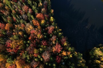Aerial view of a forest covered in yellowing trees in New Brunswick, Canada