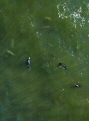 Aerial view of grey seals in a tranquil pool of emerald-green water