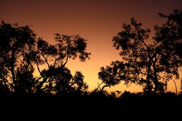 Fototapeta na wymiar Tranquil sunset with silhouetted trees on the horizon, framed by a lush grassy field, Australia