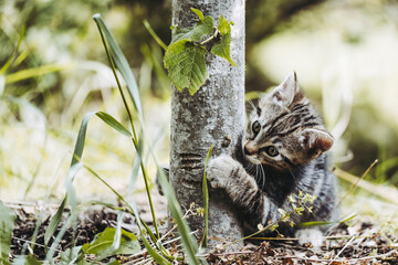 Chaton tigré en train de jouer dehors dans le jardin