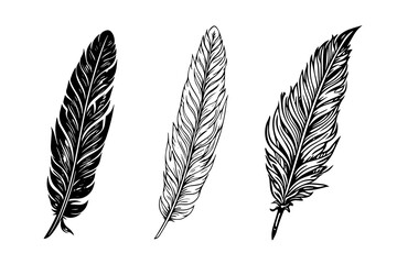 A vintage feather quill etching style sketch. Vector engraving style illustration. - obrazy, fototapety, plakaty