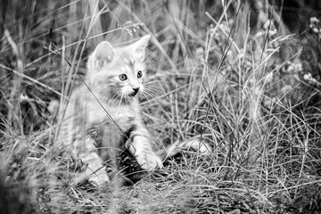 Portrait en noir et blanc d'un mignon bébé chaton roux dans le jardin