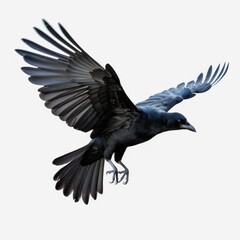 Fototapeta premium Flying black crow isolated