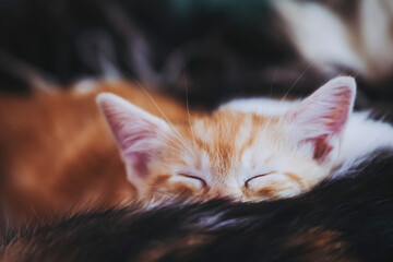 Mignon bébé chaton roux en train de dormir à la maison