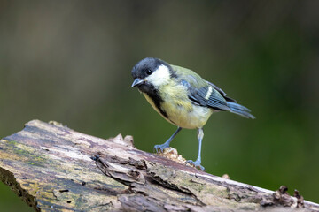 Kohlmeise (Parus major)