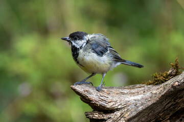 Obraz premium kranke Kohlmeise (Parus major)