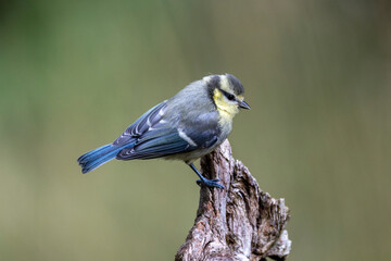 Blaumeise (Cyanistes caeruleu)