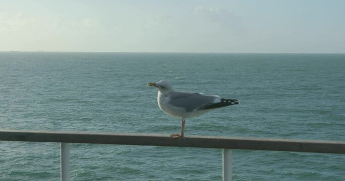 Seagull on ferry near Dover, Kent, England, Great Britain