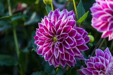 Closeup of a beautiful dahlia blooming in a garden under the sunlight with a blurry background