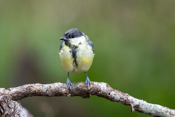 Kohlmeise (Parus major)