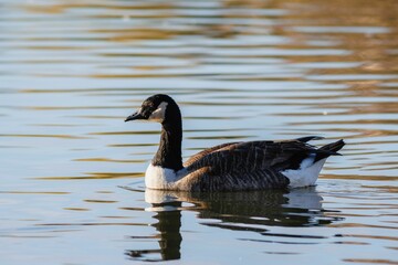 White and brown goose serenely gliding on a body of water