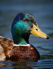 Mallard duck peacefully floats in a picturesque lake, basking in the sunshine of a perfect day